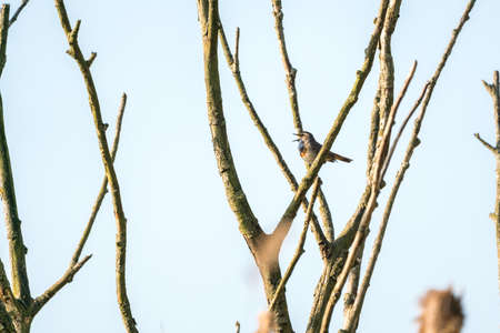 A Beautiful Bluethroat is singing exuberantly on a branchの写真素材