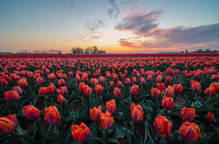 in the Netherlands there fields with thousands of tulips whit sunriseの写真素材