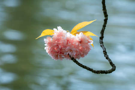 This beautiful Japanese cherry tree is located in a large park in the middle of the cityの写真素材