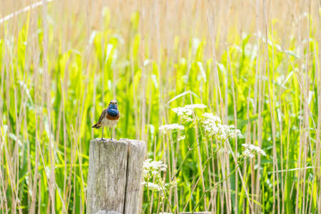 This beautiful bluethroat sits on a pole next to the reed looking for danger