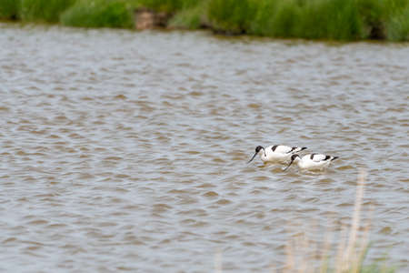 Avocet rises from its favorite pool on a cloudy day in Mayの写真素材