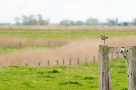 There is a black-tailed godwit in the meadow on a fence postの写真素材