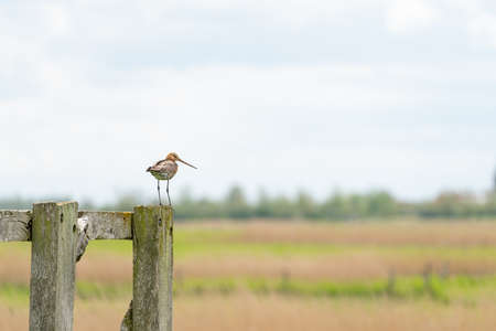 There is a black-tailed godwit in the meadow on a fence postの写真素材
