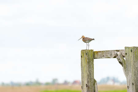 There is a black-tailed godwit in the meadow on a fence post