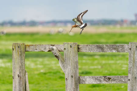 There is a black-tailed godwit in the meadow on a fence postの写真素材