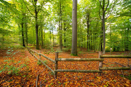 A beautiful large tree in the middle of the colored forest during the fallの写真素材
