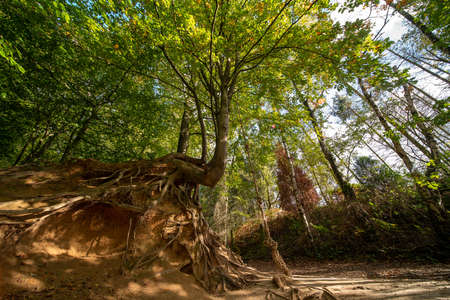 A beautiful large tree in the middle of the colored forest during the fallの写真素材