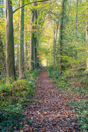 During the fall the colored leaves fall down from the trees and the forest is colored with autumn colorの写真素材