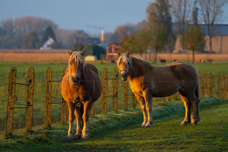 On a beautiful foggy morning this beautiful farm horse is in the meadowの写真素材