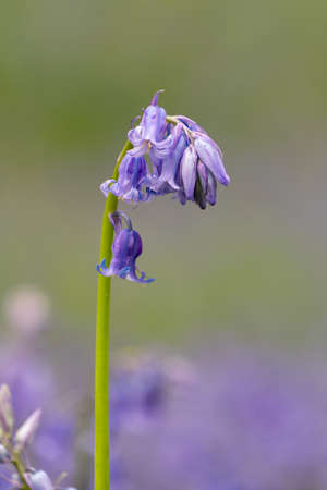 in the forest you have trees and bluebells on the ground in spring timeの写真素材
