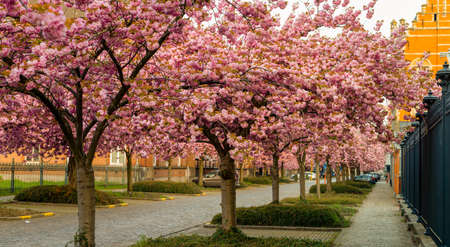 The Japanese cherry tree is in full bloom this time in springの写真素材