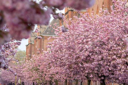 The Japanese cherry tree is in full bloom this time in springの写真素材