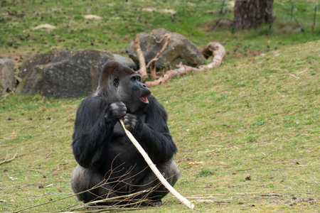 silverback gorilla sits and watches his herdの写真素材