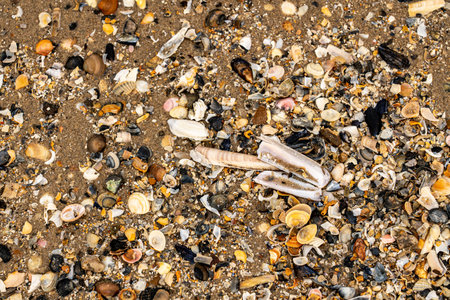 In the sea sand you can see different shells