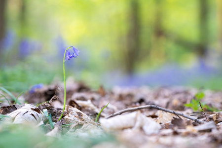 in the forest you have trees and bluebells on the ground in springtimeの写真素材