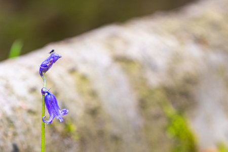 Among the roots of the tall trees, there is a small bluebells in bloom with a fly on the flower.の写真素材