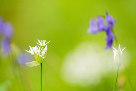 In the forest are the wild garlic in bloomの写真素材