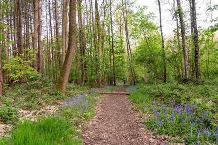 a footpath through the forest in the period of spring whit bluebells next to the pathの写真素材