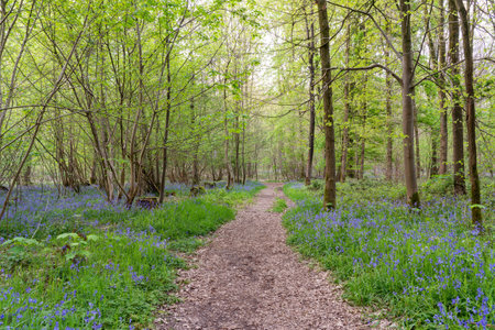 a footpath through the forest in the period of spring whit bluebells next to the pathの写真素材