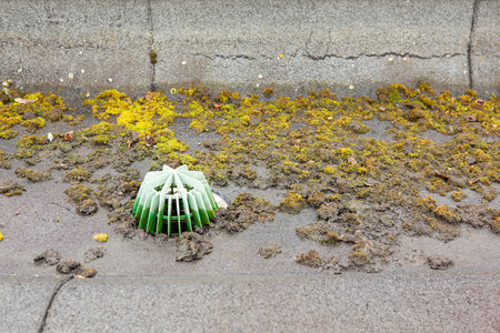 The gutter of a flat roof is full with mossの写真素材