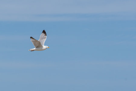 By the sea, there are many seagulls flying around.の写真素材