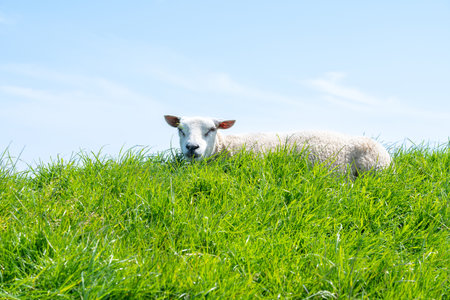 the sheep on pasture is eating grassの写真素材