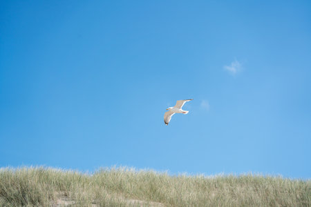By the sea, there are many seagulls flying around.の写真素材