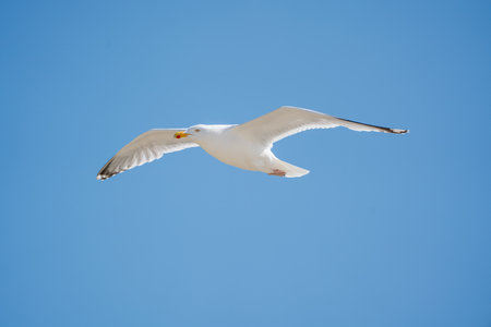 By the sea, there are many seagulls flying around.の写真素材