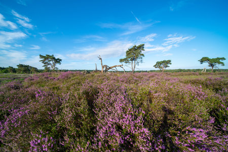 Landscape of bog filled with blooming purple common heather