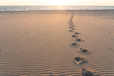 on the beach there are several tracks in the sandの写真素材