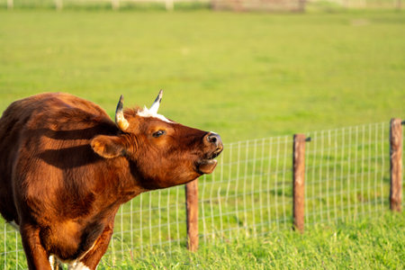 Early in the morning this beautiful cow is standing in the meadowの写真素材