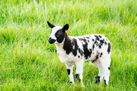 On the meadow in nature there is a beautiful young lambの写真素材