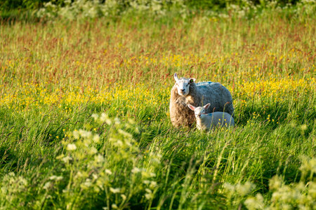 On the meadow in nature there is a beautiful young lambの写真素材