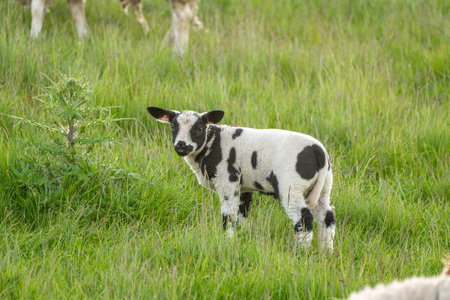 On the meadow in nature there is a beautiful young lambの写真素材