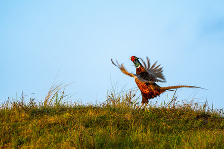 After the Calling, this pheasant beats its wings on the field this beautiful morningの写真素材