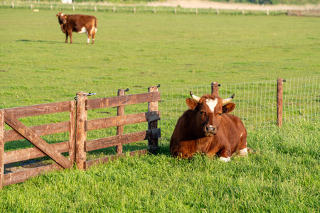 Early in the morning this beautiful cow is lying in the meadowの写真素材