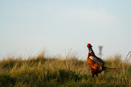 After the Calling, this pheasant beats its wings on the field this beautiful morning