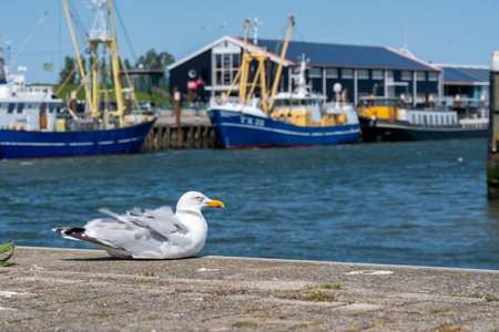 On the pier stay a seagull, looking a round on a beautiful dayの写真素材
