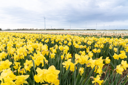 field full of yellow daffodils in Netherlands whit windmillsの写真素材