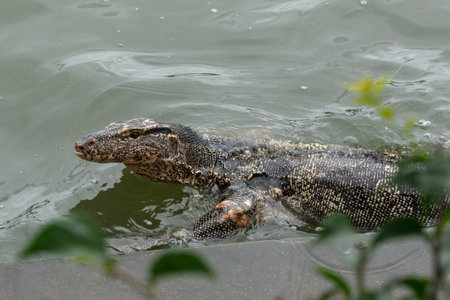 a goanna is swimming in the water from the park of Bangkokの写真素材