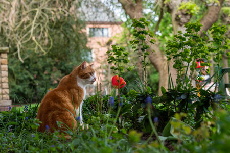 Brown cat in the park next to a flowerの写真素材