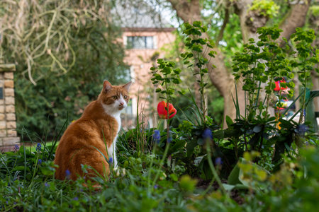 Brown cat in the park next to a flowerの写真素材
