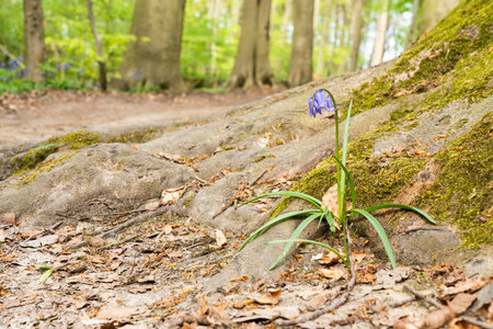in the forest you have trees and bluebells on the ground in spring time