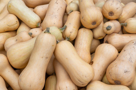 Several melons together in close-up during the autumn periodの写真素材