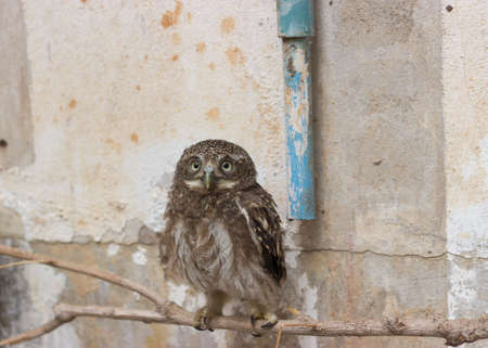 Owl on a Limbの写真素材