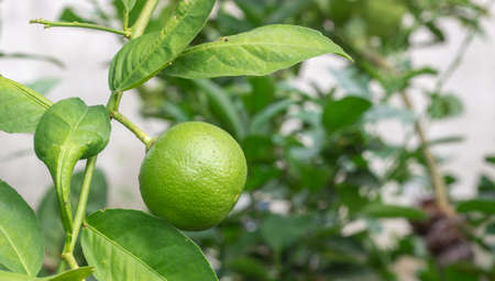 Lime green treeの写真素材