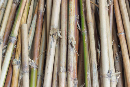 Abstract background bamboo.