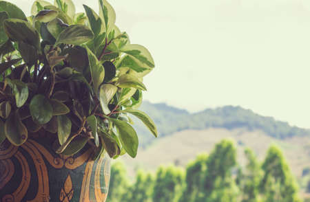 Trees in pots Natural backgroundの写真素材