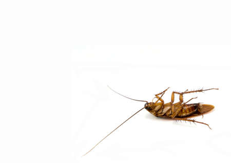 Dead cockroach isolated on white background