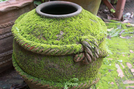 Mos on the jarの写真素材